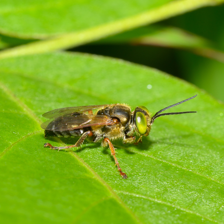 アカアシハヤバチ | ヒゲおやじの蜂類生態図鑑