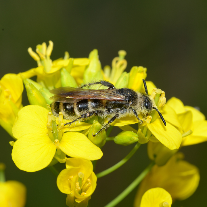 ツチバチ科 | ヒゲおやじの蜂類生態図鑑